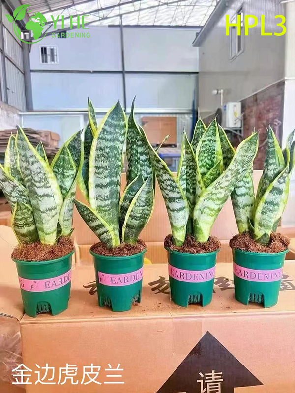 Live Sansevieria Cylindrica African Spear Indoor Succulent Plant
