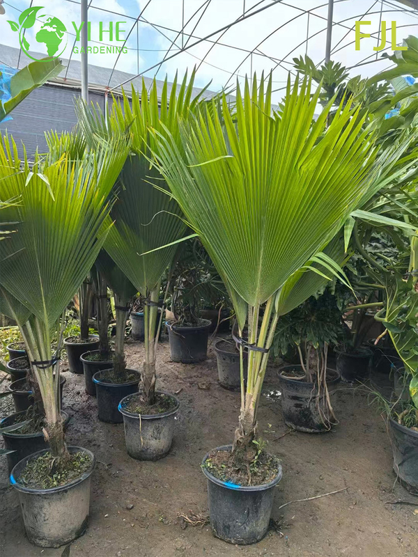 Wholesale Fiji Palm (Pritchardia Pacifica) - Large Evergreen Palms