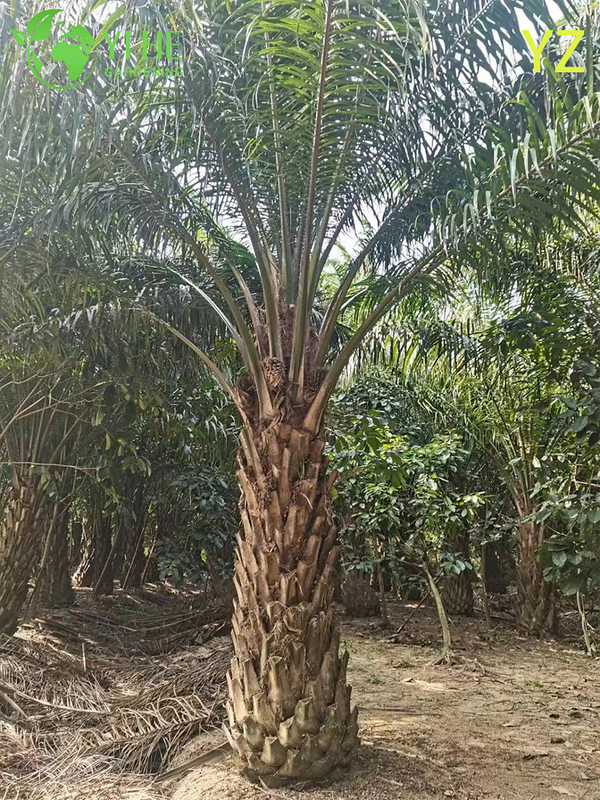 Wholesale Oil Palm (Elaeis Guineensis) - High-Yield Evergreen Palms