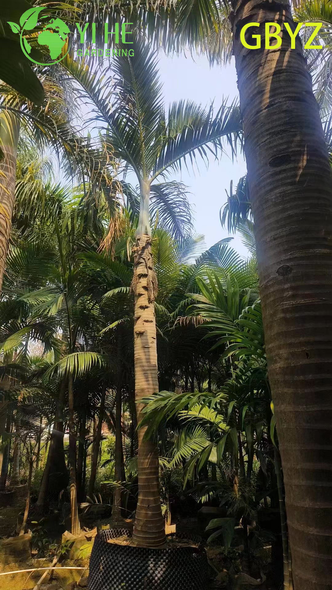 Wholesale Spindle Palm (Hyophorbe Verschaffeltii) - Slender Evergreen Palms