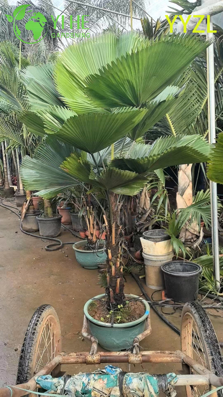 Wholesale Round-Leaf Livistona (Livistona Rotundifolia) - Evergreen Ornamental Palms