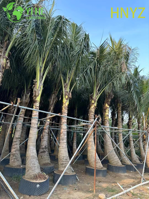 Wholesale Hainan Coconut (Cocos Nucifera) - Fruit-Bearing Evergreen Palms