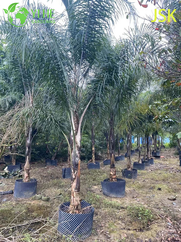Wholesale Golden Feather Palm (Syagrus Romanzoffiana) - Evergreen Ornamental Palms