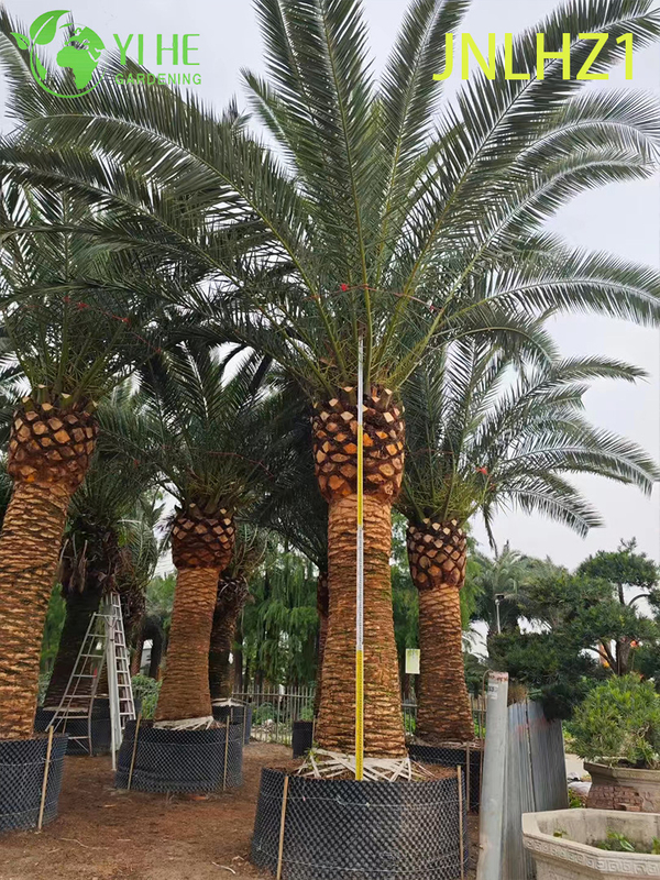 Wholesale Canary Island Date Palm (Phoenix Canariensis) - Large Hardy Palms