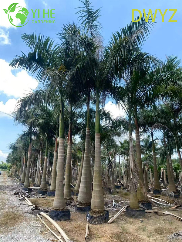 Wholesale Royal Palm (Roystonea Regia) - Tall Evergreen Palms