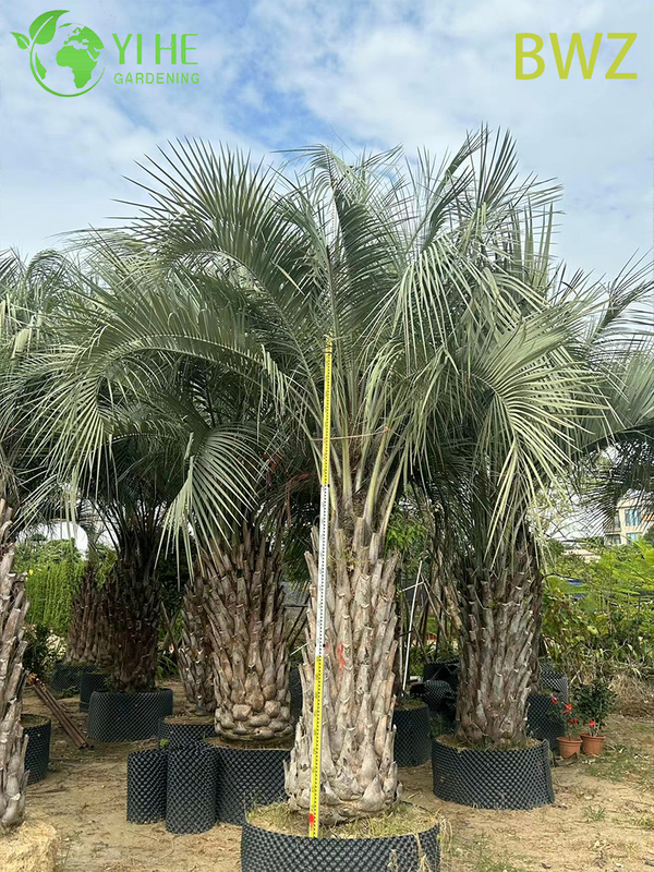 Wholesale Cold-Hardy Butia Capitata (Pindo Palm) - Evergreen Outdoor Palms