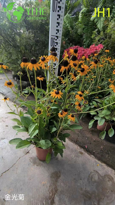 Wholesale Chrysanthemum Potted Plants for Indoor Outdoor Seasonal Floral Decor