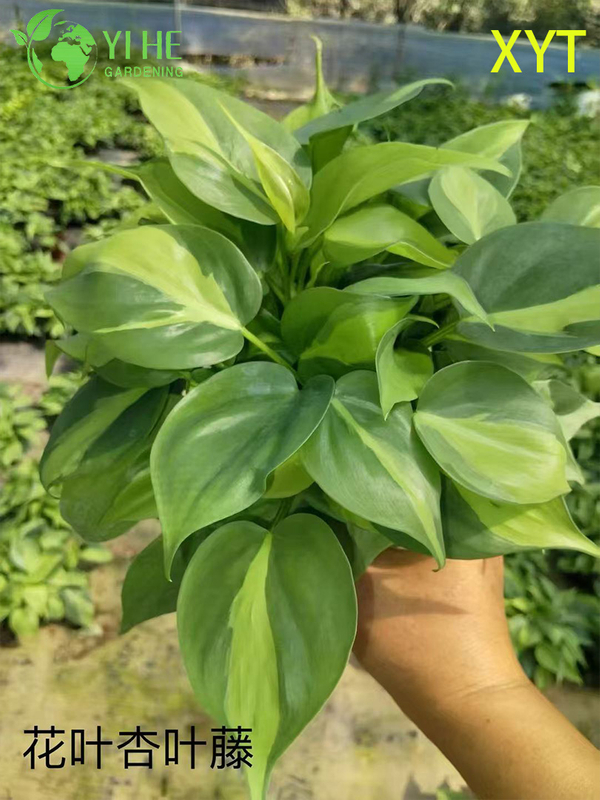Wholesale Syngonium Podophyllum Potted Plants for Indoor Trailing Foliage Decor