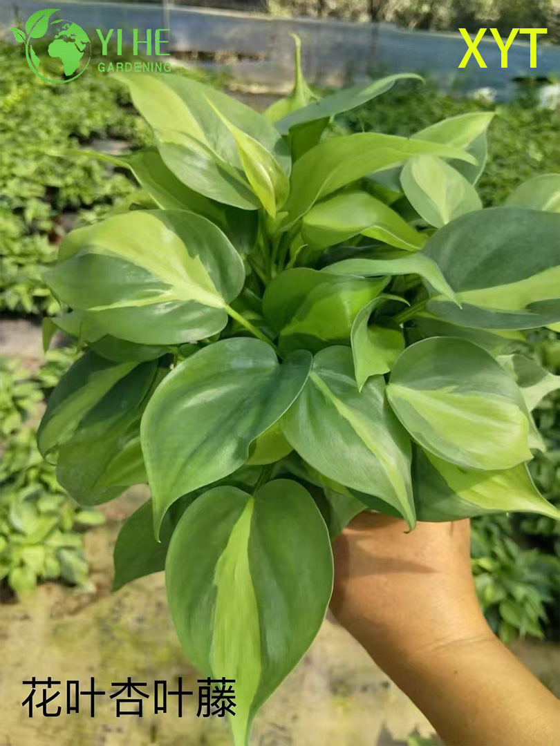 Wholesale Syngonium Podophyllum Potted Plants for Indoor Trailing Foliage Decor