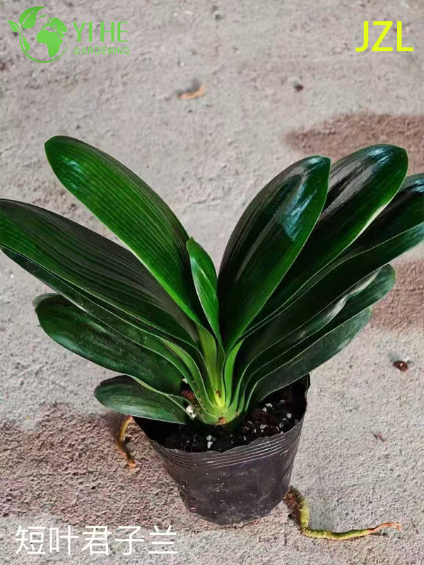 Wholesale Clivia Miniata Potted Plants for Indoor Evergreen Flowering Decor