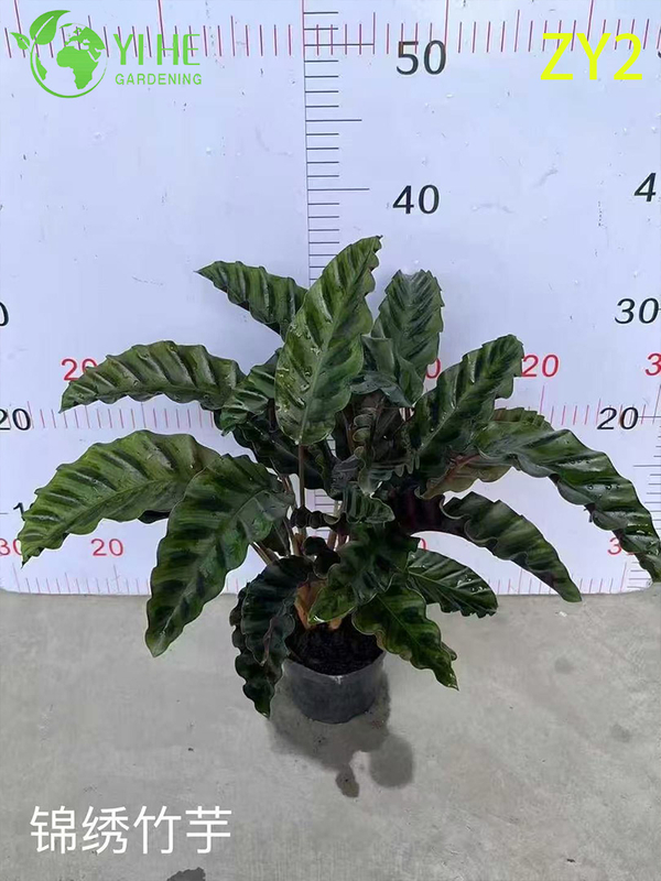 Premium Tropical Calathea Plants for Wholesale Export - Indoor Decorative Foliage