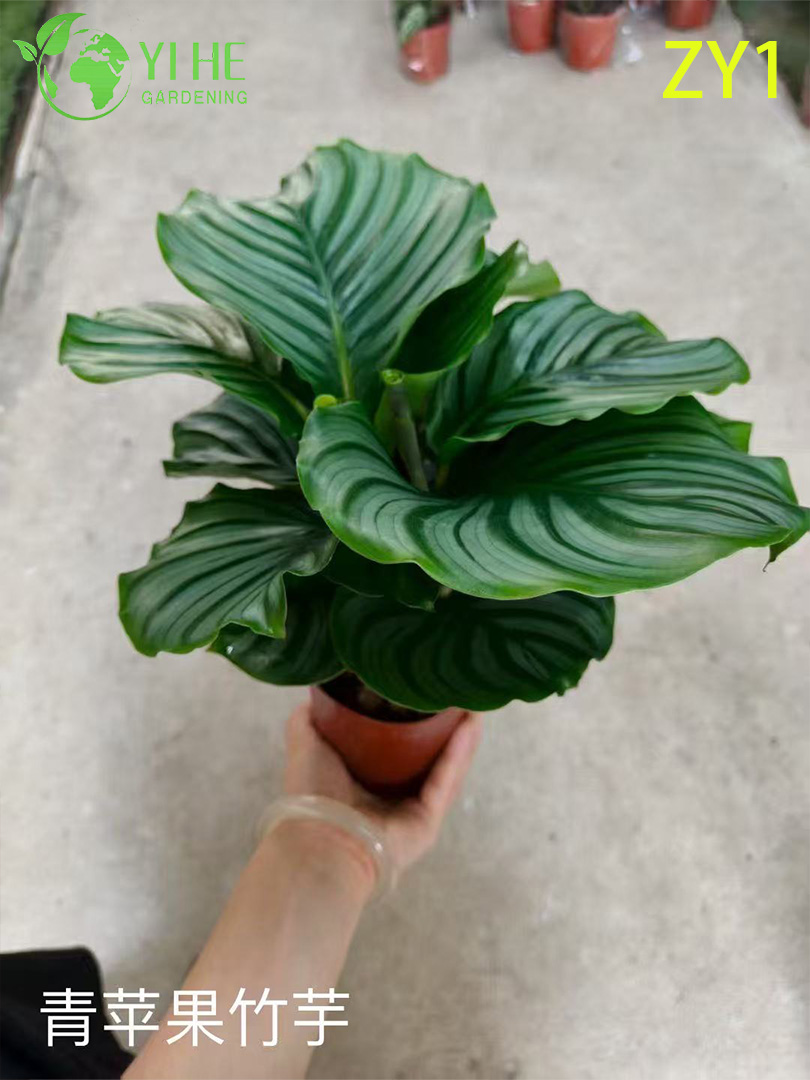 Wholesale Calathea Potted Plants for Indoor Variegated Foliage Air-Purifying Decor