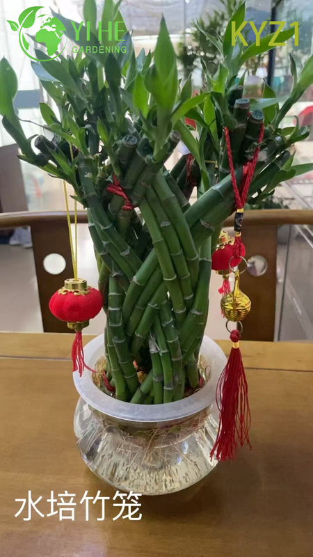 Wholesale Lucky Bamboo Dracaena Potted Plants for Indoor Decor & Gifting