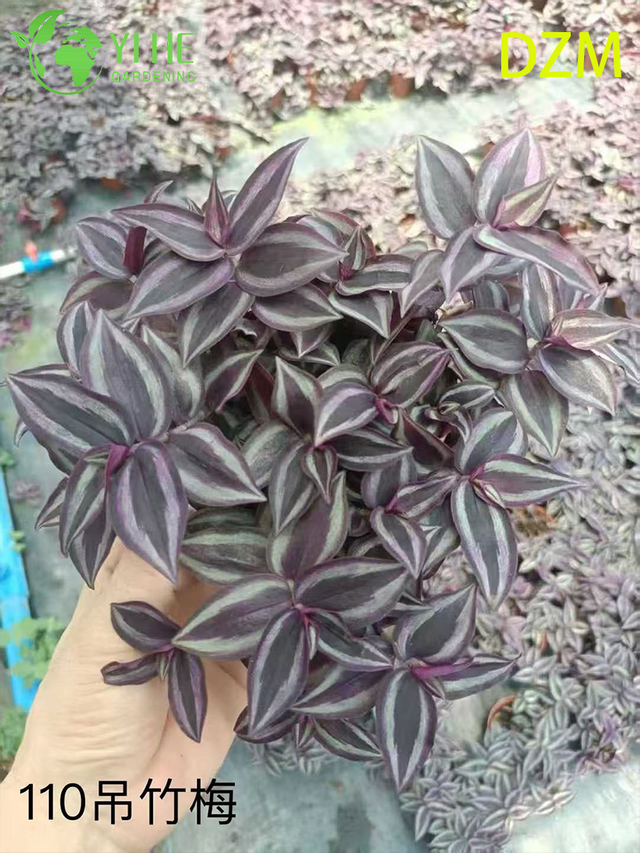 Wholesale Tradescantia Zebrina Potted Plants for Indoor Hanging Foliage Decor