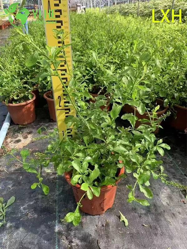 Wholesale Plumbago Auriculata Potted Plants for Outdoor Tropical Blue Flower Decor