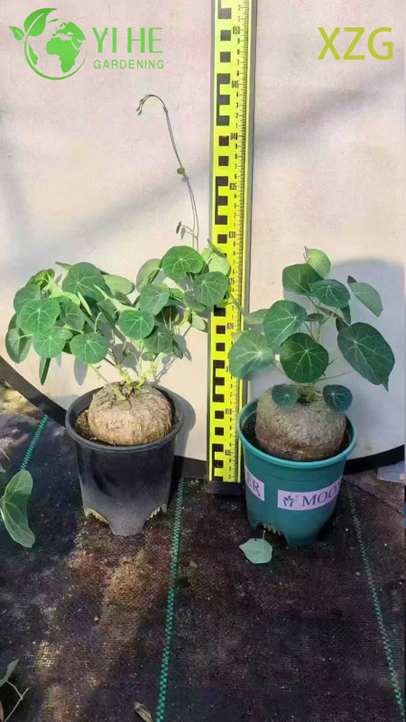 Wholesale Dioscorea Elephantipes Potted Plants for Indoor Succulent Decor & Collection