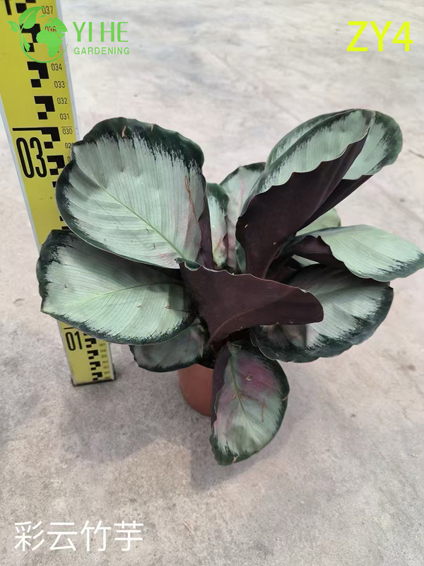 Wholesale Tropical Calathea Plants for Indoor Decoration & Commercial Landscaping