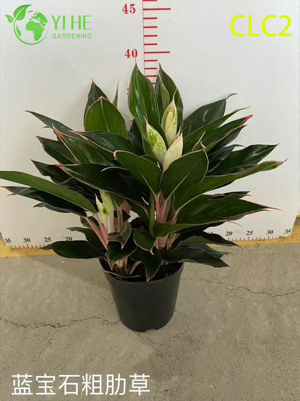 High-Quality Variegated Aglaonema Plants for Wholesale Export
