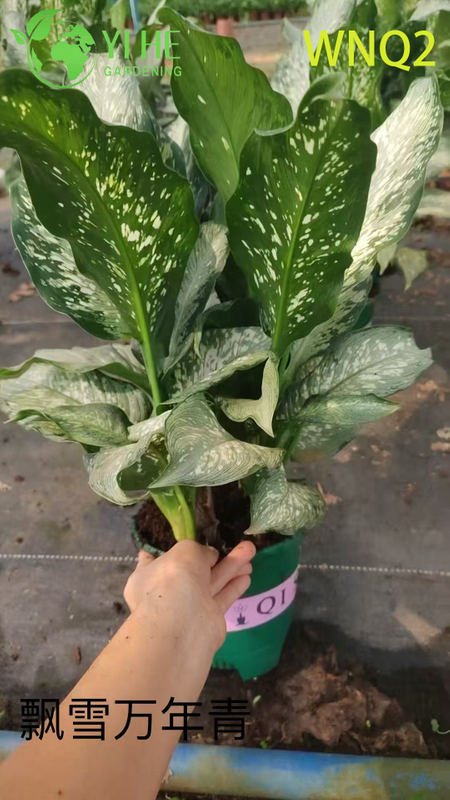 Wholesale Aglaonema Plants - Hardy Tropical Foliage for Indoor Decoration