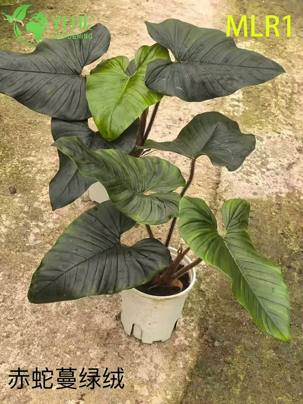 Wholesale Philodendron Selloum Potted Plants for Indoor Tropical Large Foliage Decor