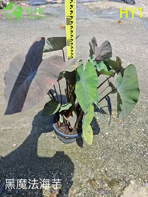 Wholesale Alocasia Potted Plants for Indoor Tropical Large Foliage Decor
