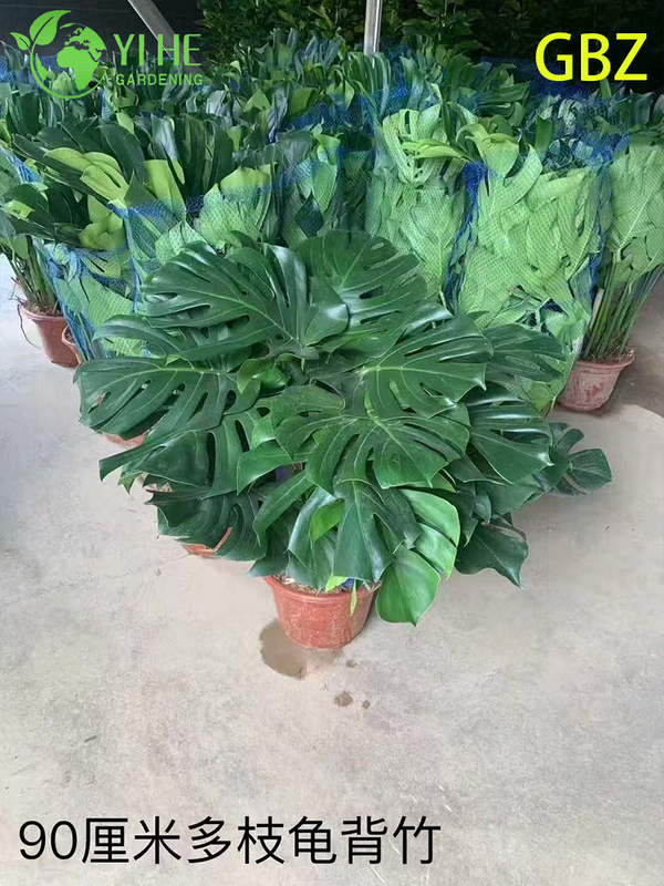 Wholesale Monstera Deliciosa Potted Plants for Indoor Large Foliage Decor