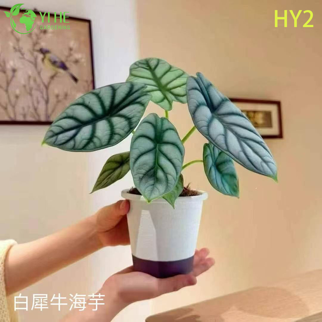 Wholesale Alocasia Plants - Large Foliage Tropical Indoor Outdoor Decor