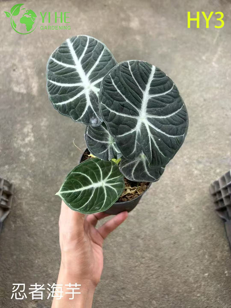 Premium Large - Leaf Alocasia Plants for Wholesale Export Decoration & Landscaping