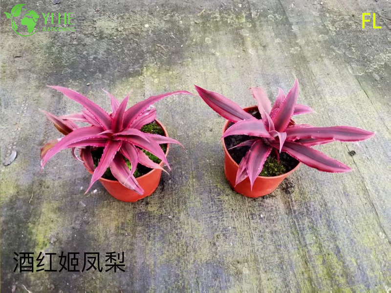 Wholesale Bromeliad Pineapple Potted Plants for Indoor Tropical Flower Decor