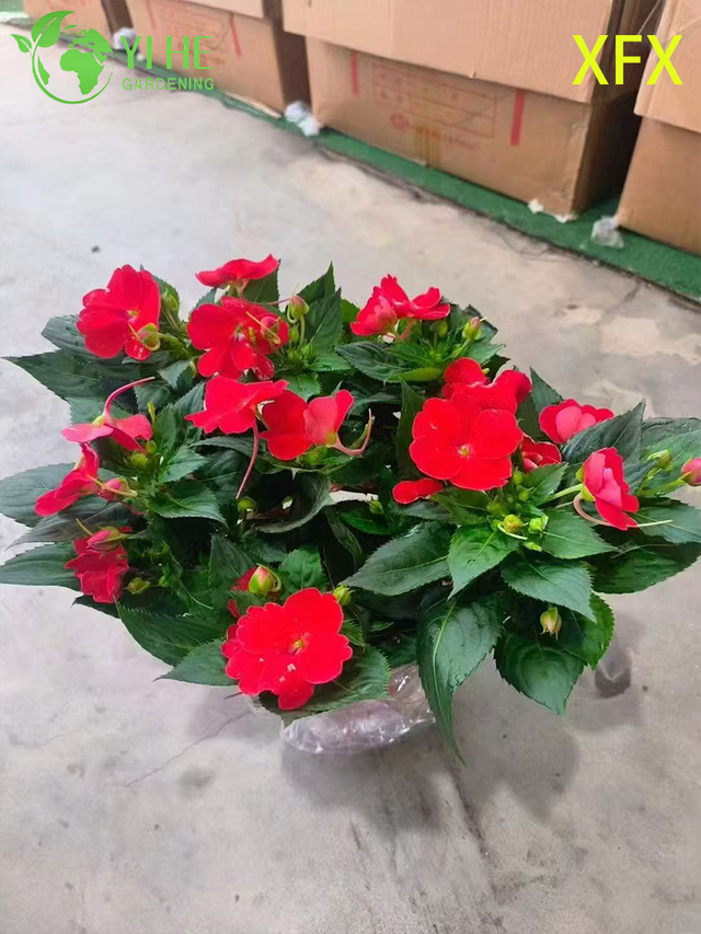 Wholesale Impatiens 'New Variety' Potted Plants for Indoor Outdoor Colorful Flower Decor