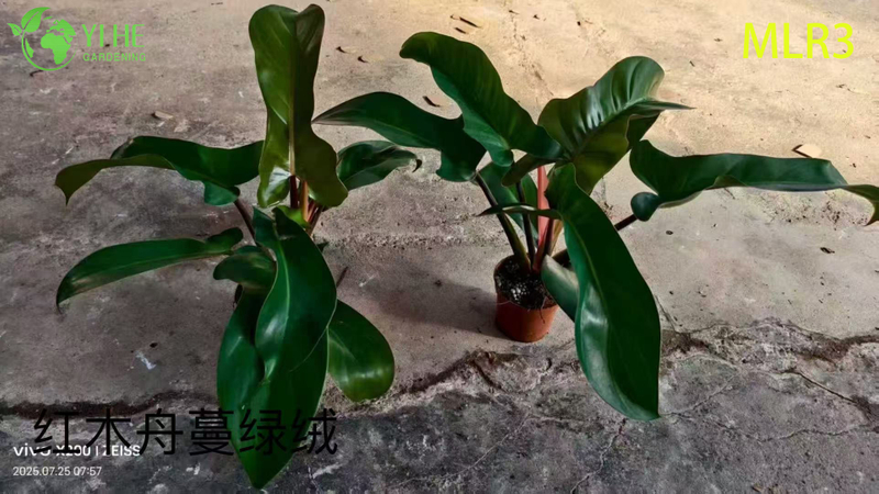 Wholesale Tropical Philodendron Plants for Indoor Outdoor Decoration