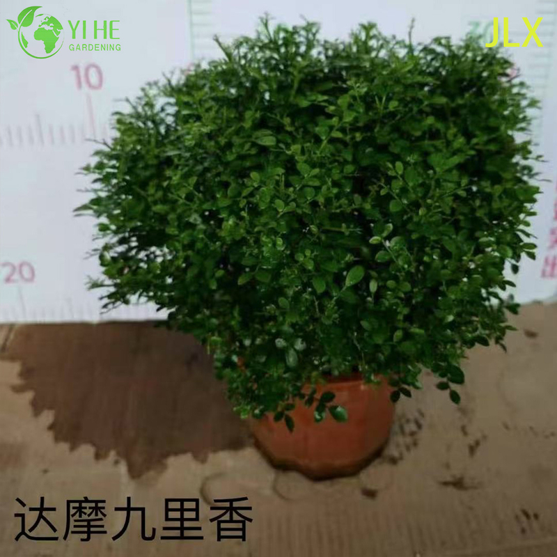 Wholesale Murraya Paniculata Potted Plants for Indoor Outdoor Fragrant Flower Decor