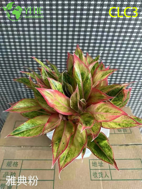 Wholesale Tropical Aglaonema Plants for Indoor Decoration & Landscaping