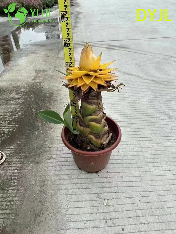 Wholesale Musella Lasiocarpa Potted Plants for Outdoor Tropical Garden Decoration