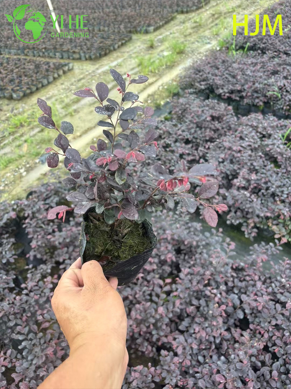 Ornamental Potted Loropetalum chinense var. rubrum for Export Plant