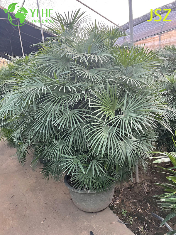 Ornamental Potted Rhapis multifida Burr. for Export Plant
