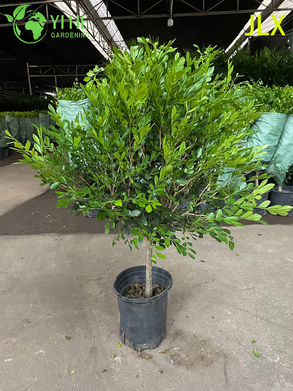 Ornamental Potted Murraya exotica L. for Export Plant