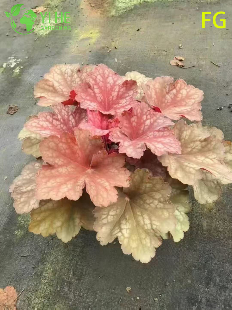 Wholesale Heuchera Potted Plants for Outdoor Shade Garden Colorful Foliage