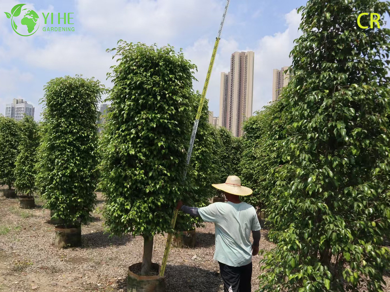 Wholesale Ficus Benjamina - Indoor/Outdoor Hanging