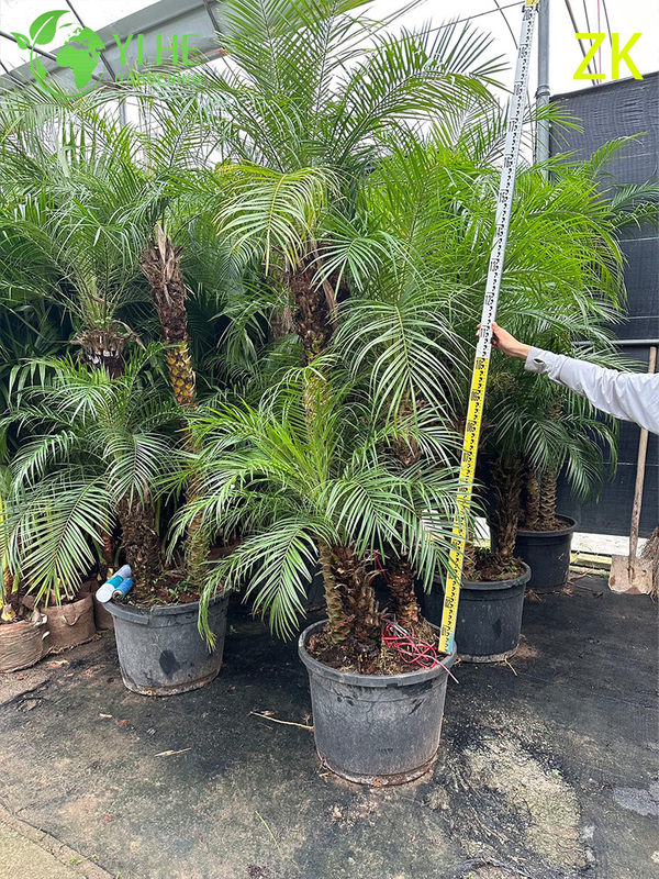 Wholesale Export Needle Palm Ornamental Evergreen Palm Tree Premium Quality