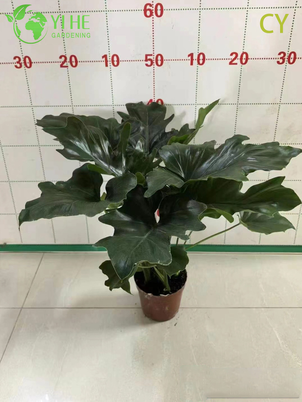 Wholesale Tropical Philodendron Selloum Hope Plant for Indoor Gardens Bonsai
