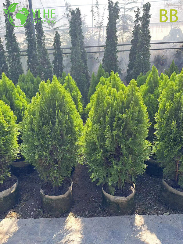 Wholesale Ornamental Evergreen Hinoki Cypress Tree for Outdoor Gardens Bonsai