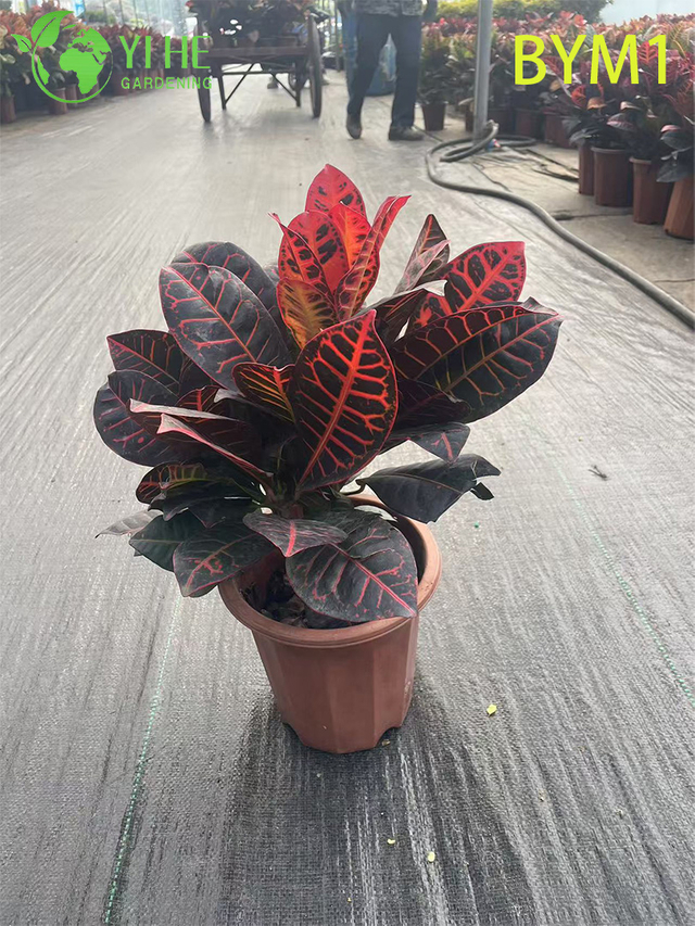 Wholesale Live Colorful Variegated Croton Plant for Indoor Garden Bonsai