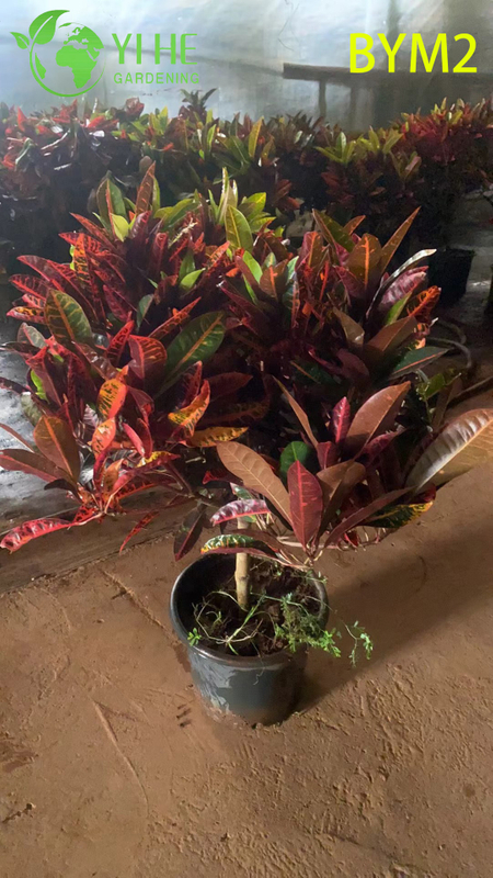 Wholesale Large Croton Standard Tree for Floor and Landscape Decor Bonsai