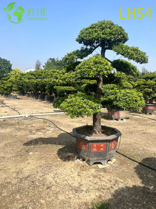 Tiered - Canopy Podocarpus Bonsai for Grand Garden Display