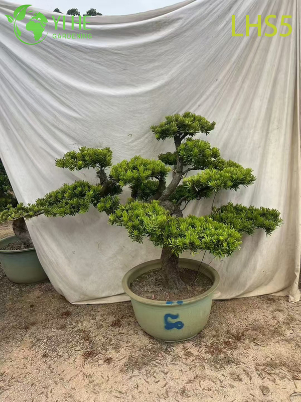 Oriental - Styled Tiered Podocarpus Bonsai for Landscape Art