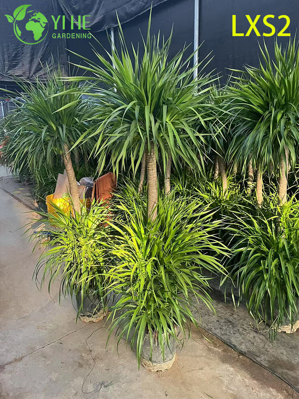 Ornamental Multi - branched Dracaena draco for Interior & Exterior Decor