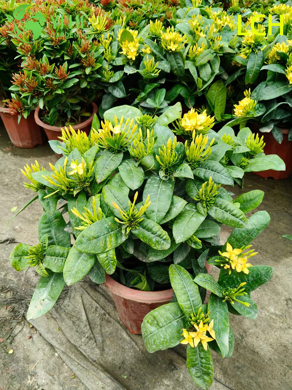 Colorful Blooming Ixora chinensis Potted Plants for Garden Decor