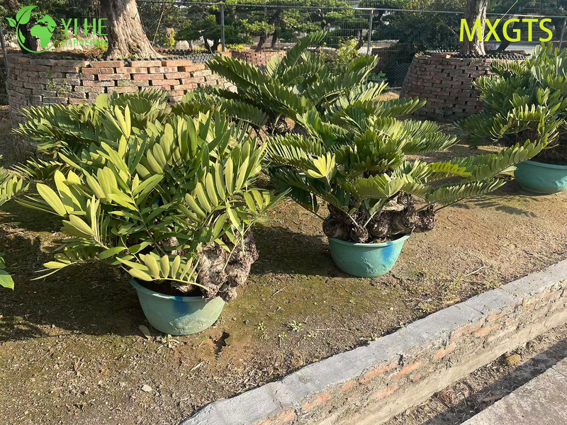 Hardy Zamia Furfuracea Bonsai for Garden Decor