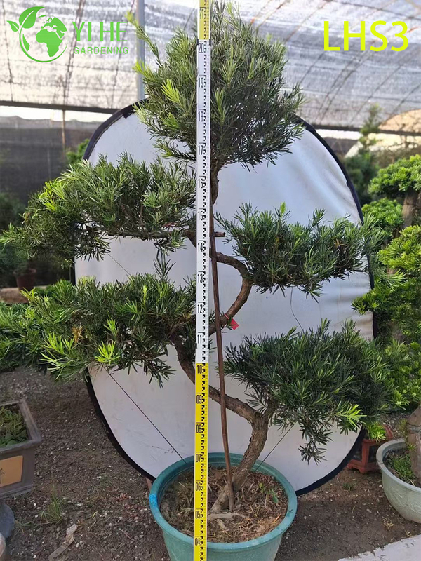 S - Shaped Podocarpus Bonsai for Artistic Garden Decor